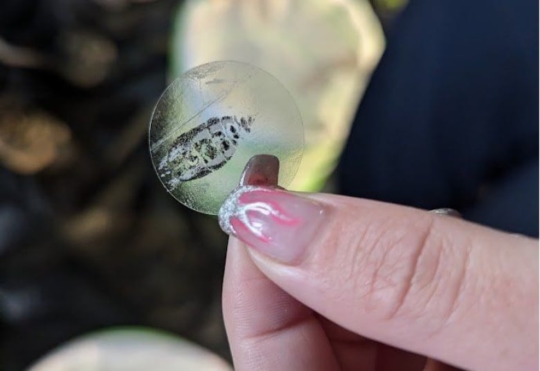 Woman's hand holding tag-like object.