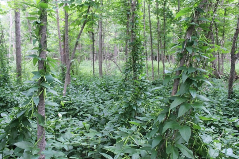 A patch of forest covered in leafy vines that climb up trees. 