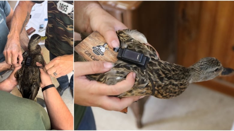 Birds banded at Jack Miner sanctuary in Kingsville, Ont., on Sept. 18, 2024.