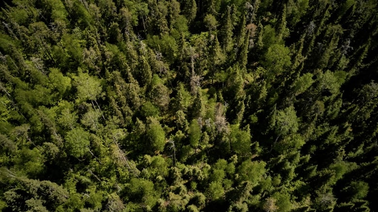 The Canadian Boreal is crucial for the world's climate due to its sheer size and the amount of carbon it stores.