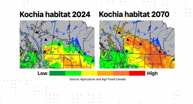 A map showing how kochia will expand deeper into the Prairies in the coming decades.