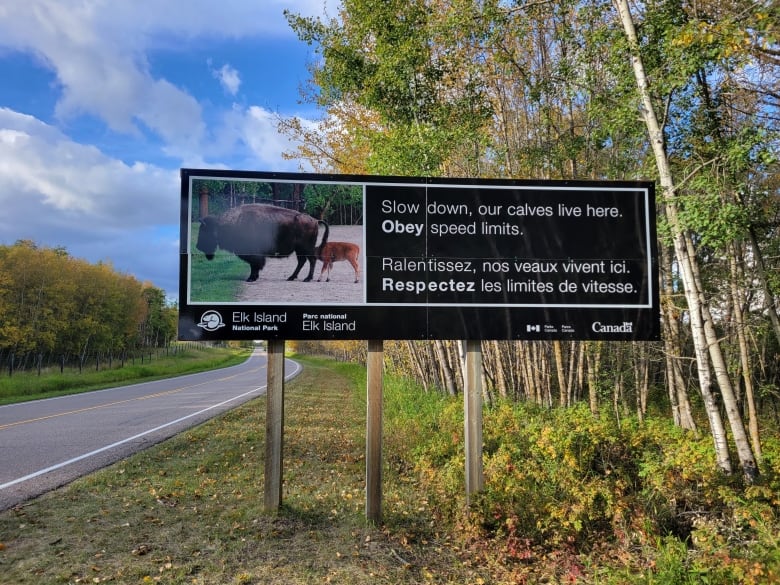 A sign with a picture of bison saying Slow down, our calves live here. Obey speed limits.