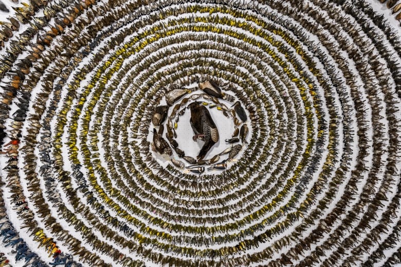 One large dead bird at the centre, surrounded by thousands of smaller ones, all arranged in circular rings. 