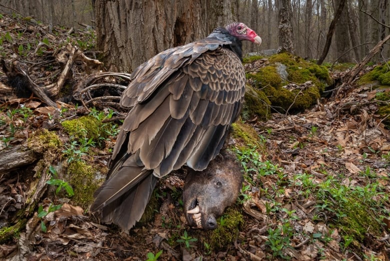 A large brown bird with a red head peers over its shoulder at the camera as it perches on the decomposing head of a bear on a forest floor covered in moss and dead leaves.