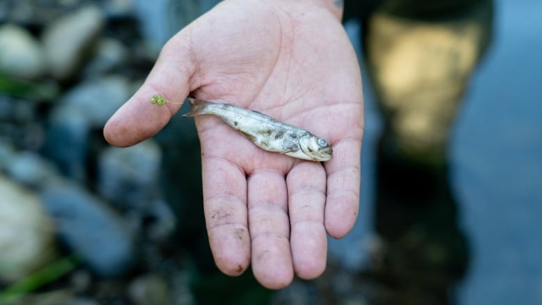 A dead juvenile fish lies on a man's hand near a waterway.