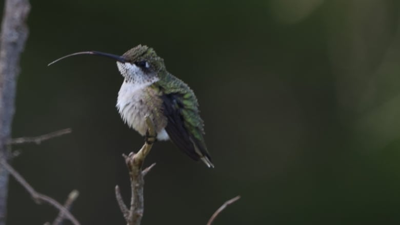 A green-feathered hummingbird sits on a branch with its tongue sticking out.