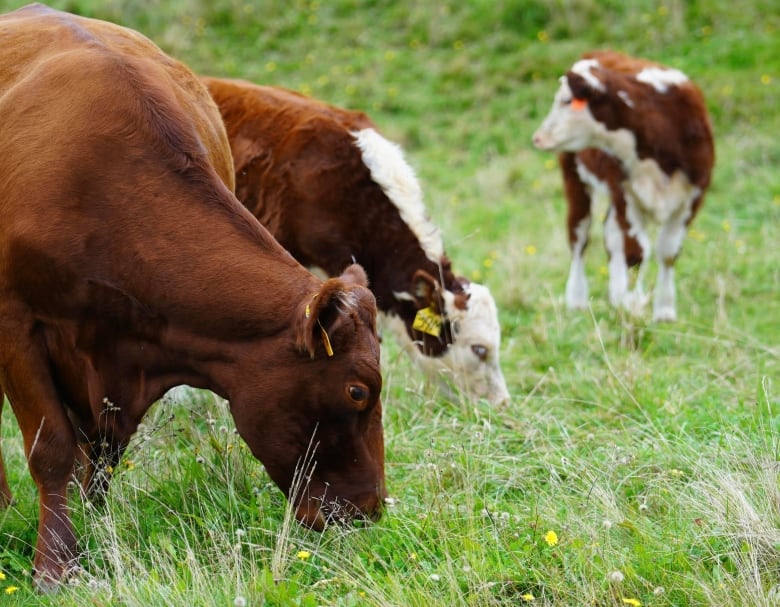 Two cows eating grass and one looking up. 