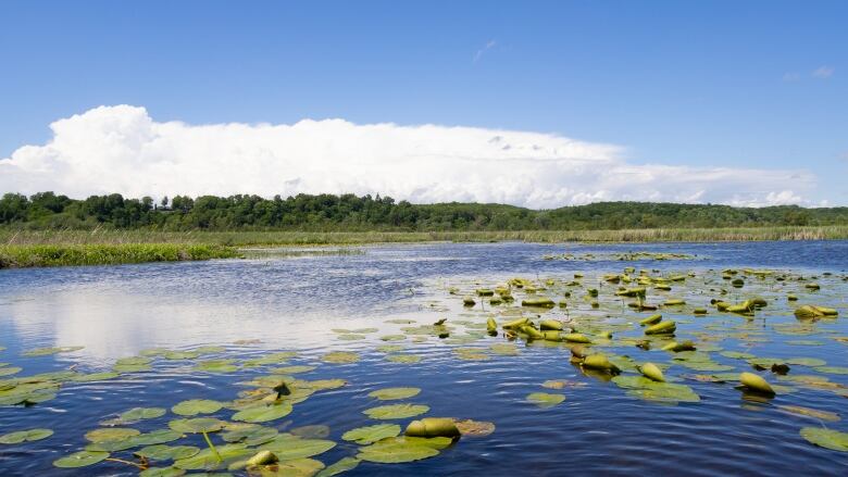 A landscape image of marshland showing blue water with lily pads in the foreground, and a tree-lined shore in the background. 