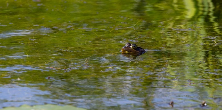 The top of a frog's head pokes out of a body of water.