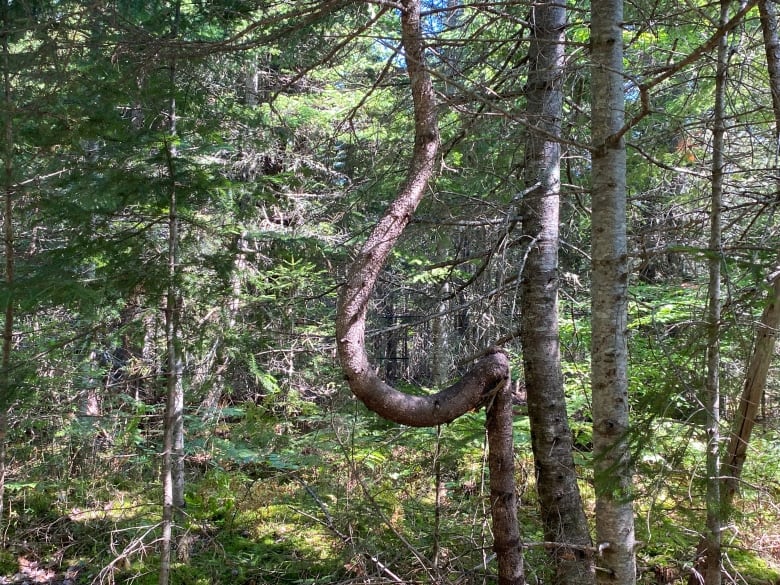 A curved tree