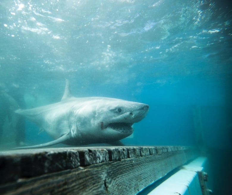 Light grey shark under water