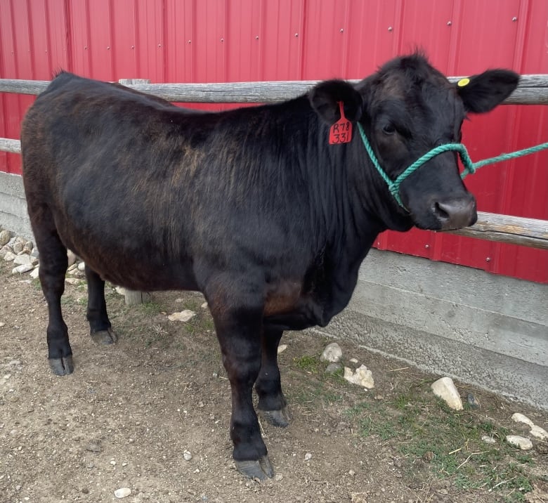 A black steer stands in front of a red wall.