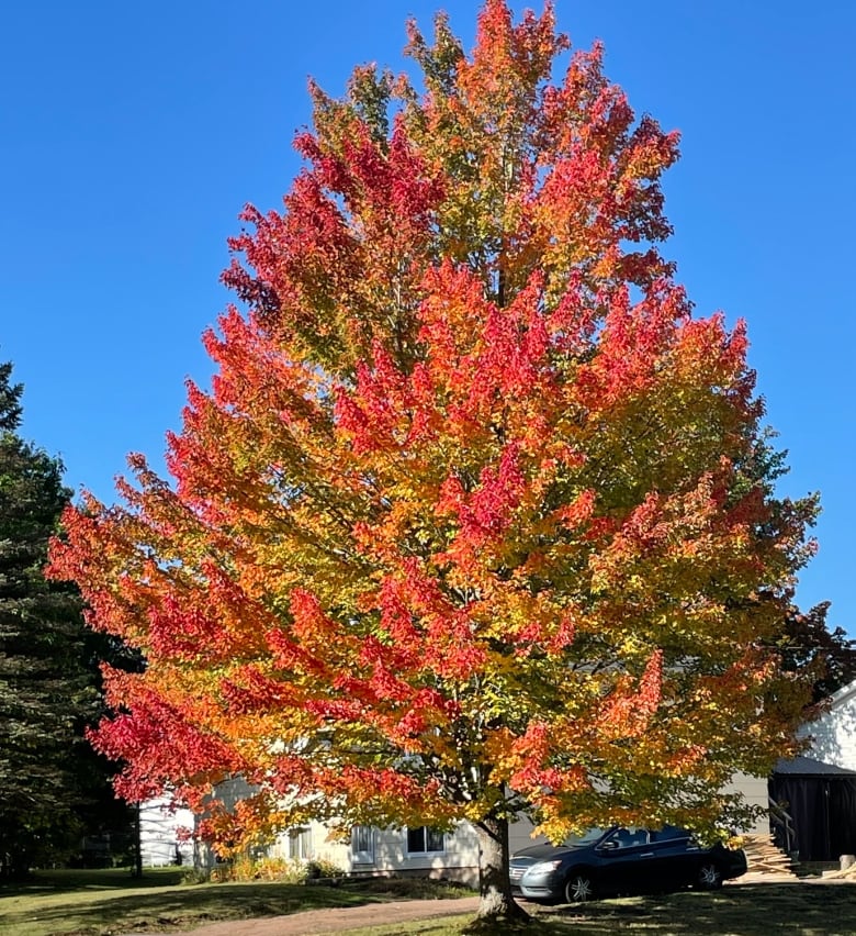 A large tree bursting with red and gold colours grows in front of a house on a sunny day.