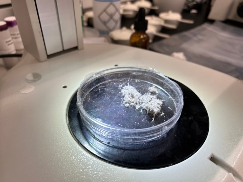 A circular clear plastic dish contains a chunk of white fuzzy material.