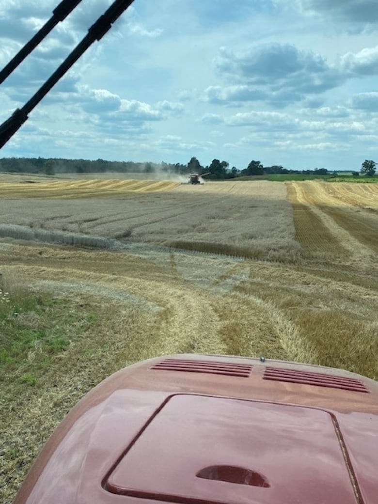 A combine harvests wheat in a field on a sunny day.