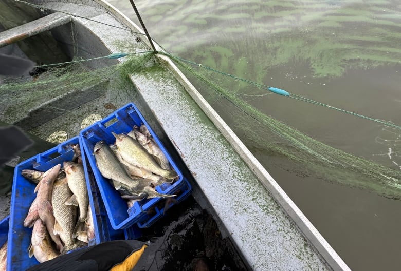 Two blue tubs of caught fish are pictured in a fishing boat which has algae in it and on the water on Lake Winnipeg on Sept. 24, 2024.