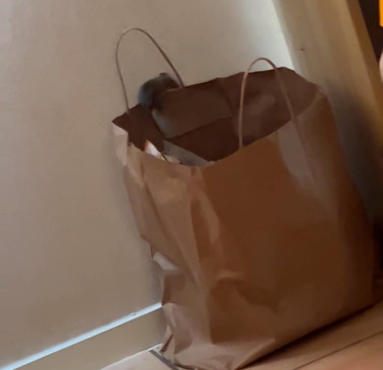 A mouse on top of a paper bag in the accommodations of the kiwi fruit farm. 