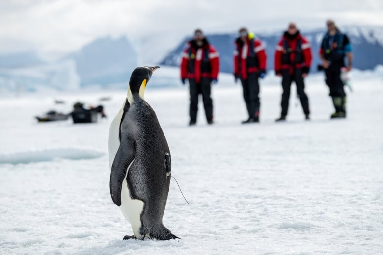 A penguin