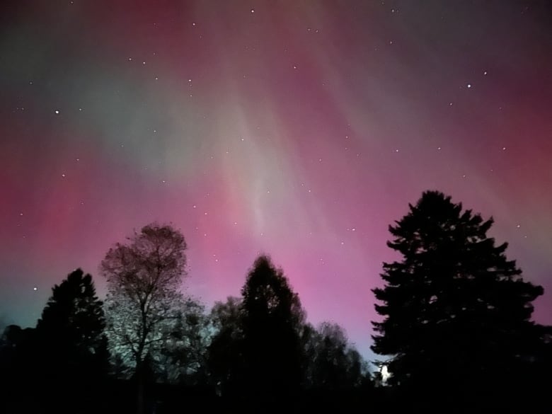 The Northern Lights cover the night sky in purple, with small streaks of green. The silhouette of evergreen trees cover the bottom third of the sky