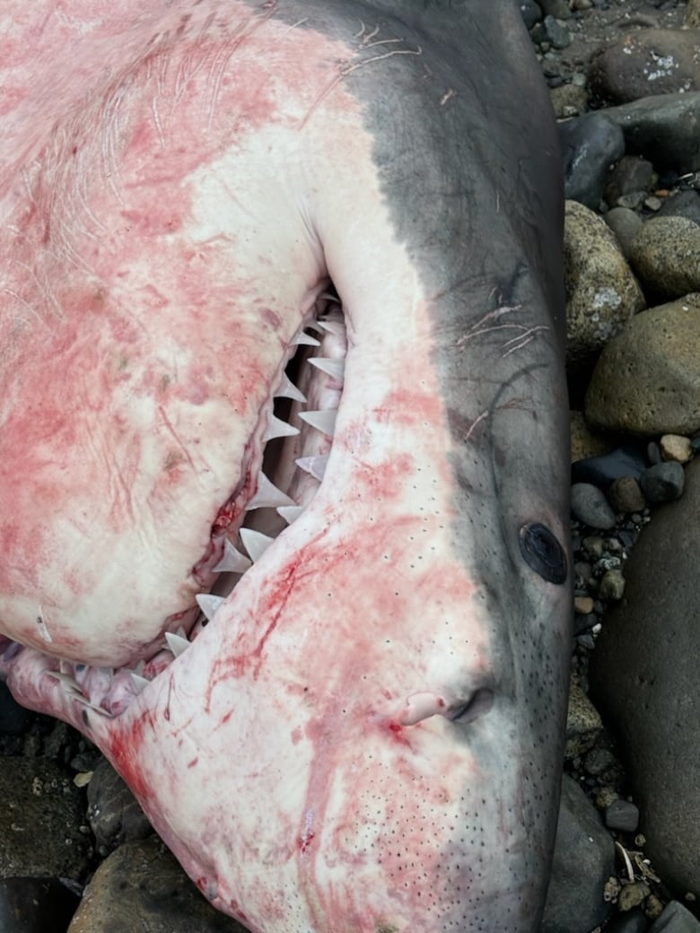 A closeup of a dead shark's head with faded bloodstains on its white skin.