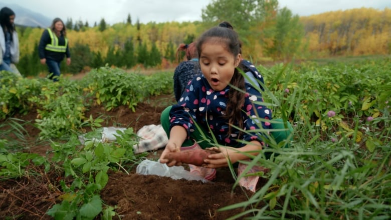 A girl crouches down in a field while picking up a potato from the dirt. 