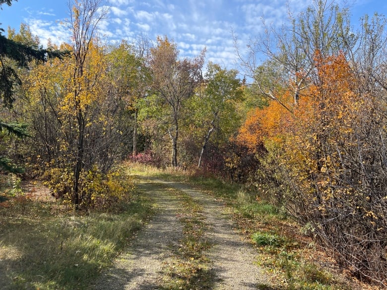 A view of a path through a forested area under a blue sky.