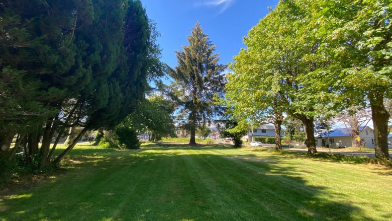 A park with a row of trees on a sunny day.