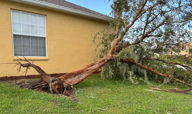 A tree is uprooted.