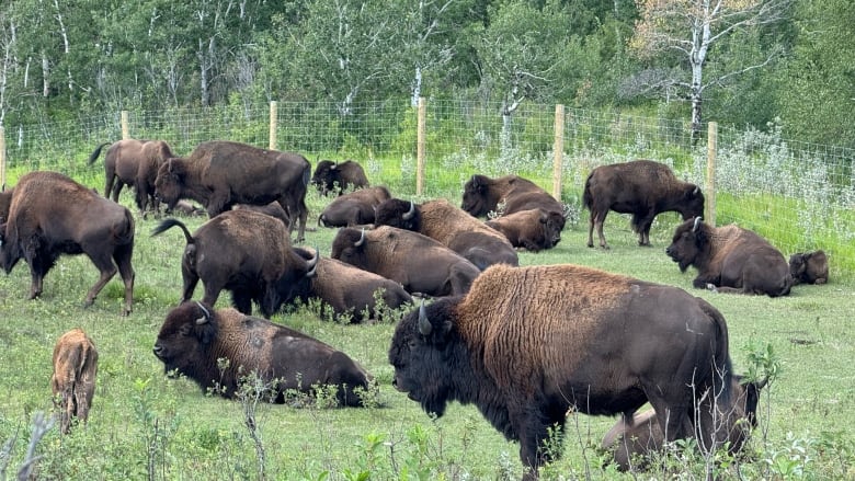 A herd of bison on some pasture with a fence behind them.