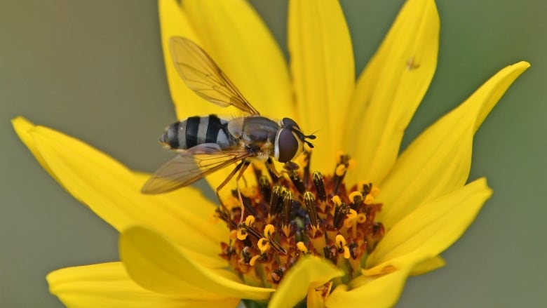 A hoverfly on a yellow flower.