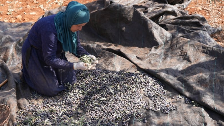 A Palestinian woman sifts through olives that have been harvested from trees near the village of Al Mughayyir on Oct. 17, 20204 in the Israeli-occupied West Bank.