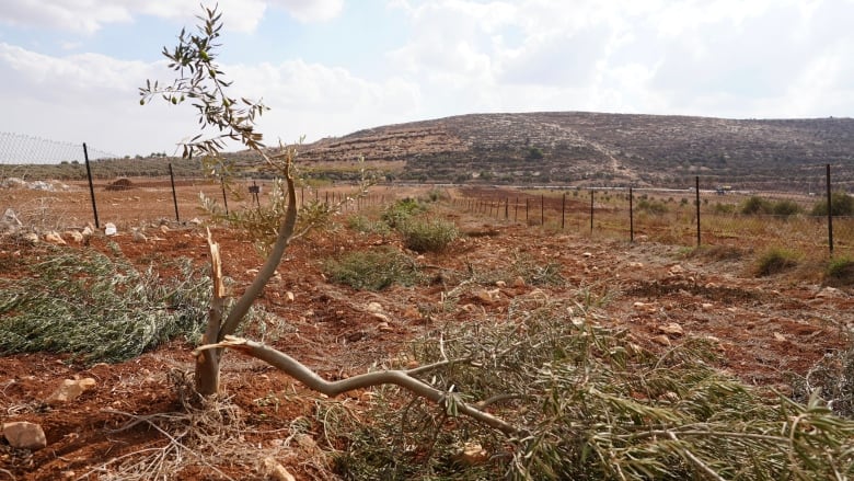 An broken olive tree near the village of Al Mughayyir in the occupied West Bank. UN officials say since the beginning of the harvest, 600 trees have been cut, burned or stolen. 