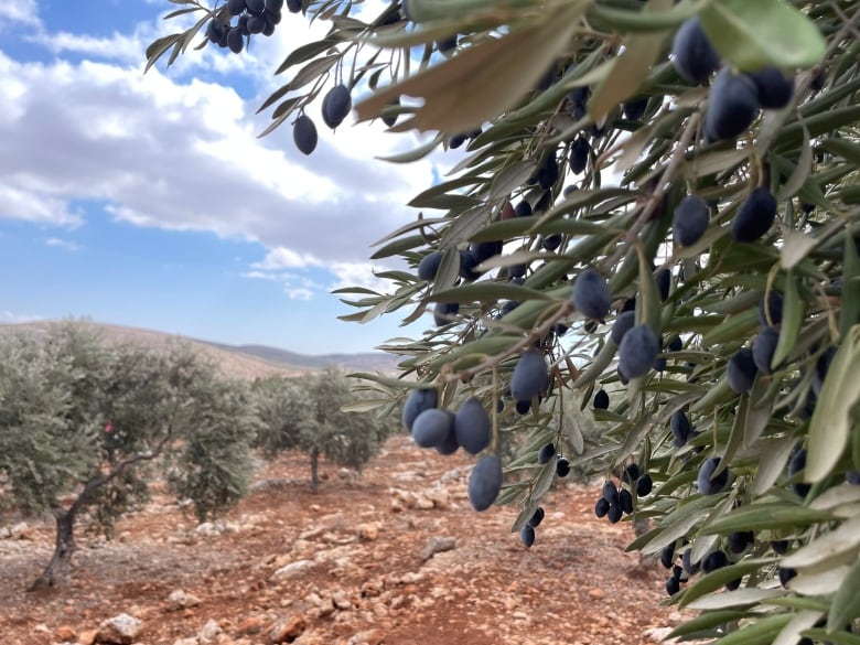 The olive harvest in the occupied West Bank accounts for about a quarter of the area's agricultural income. 