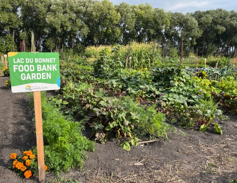 Rows of a green garden next to a sign that says Lac du Bonnet Food Bank Garden.