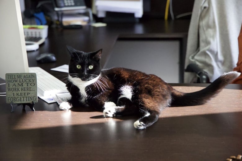 A black and white cat lounges on a brown desk.