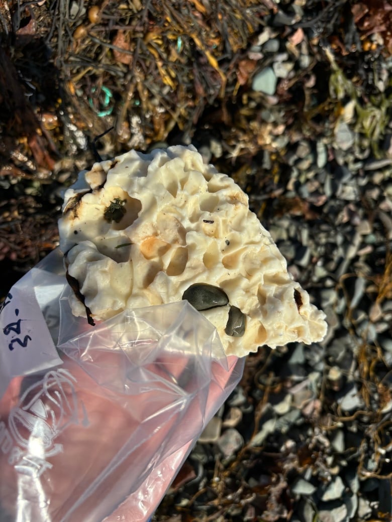 A close up of a hand in a glove holding a white-yellow like rubbery looking substances that has a few pebbles stuck inside as well as small impressions. 