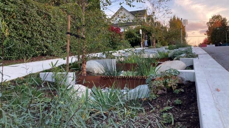 Shrubs, trees and bushes in a wide garden next to the road.