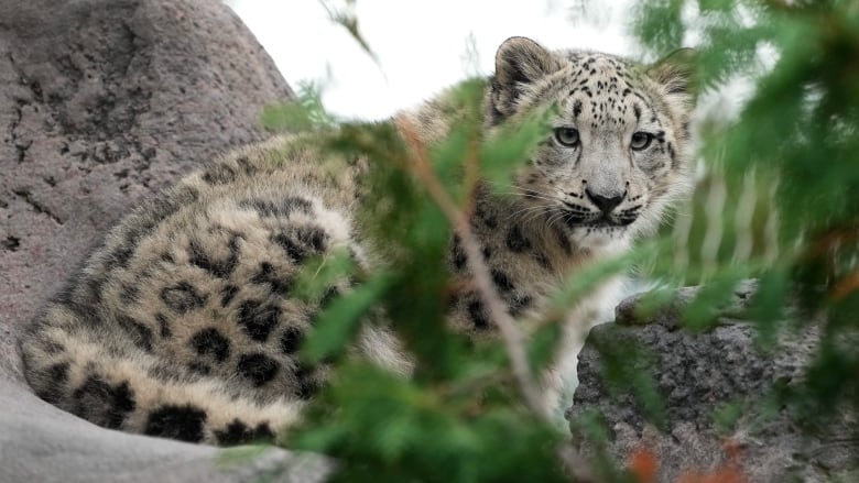 A snow leopard cub is seen crouched on a rock behind a fuzzy out-of-focus patch of greenery. The cub is looking towards the direction of the camera and seems relaxed. 