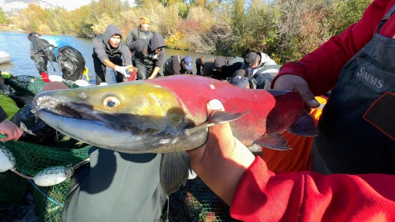 A sockeye fish is held up close to the camera.