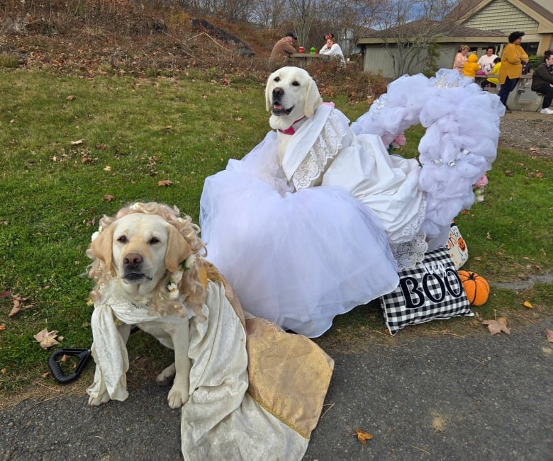 A dog in a frilly white decorated wagon wearing a white dress, another dog in the foreground wearing a blond wig, flower crown, and gold dress.