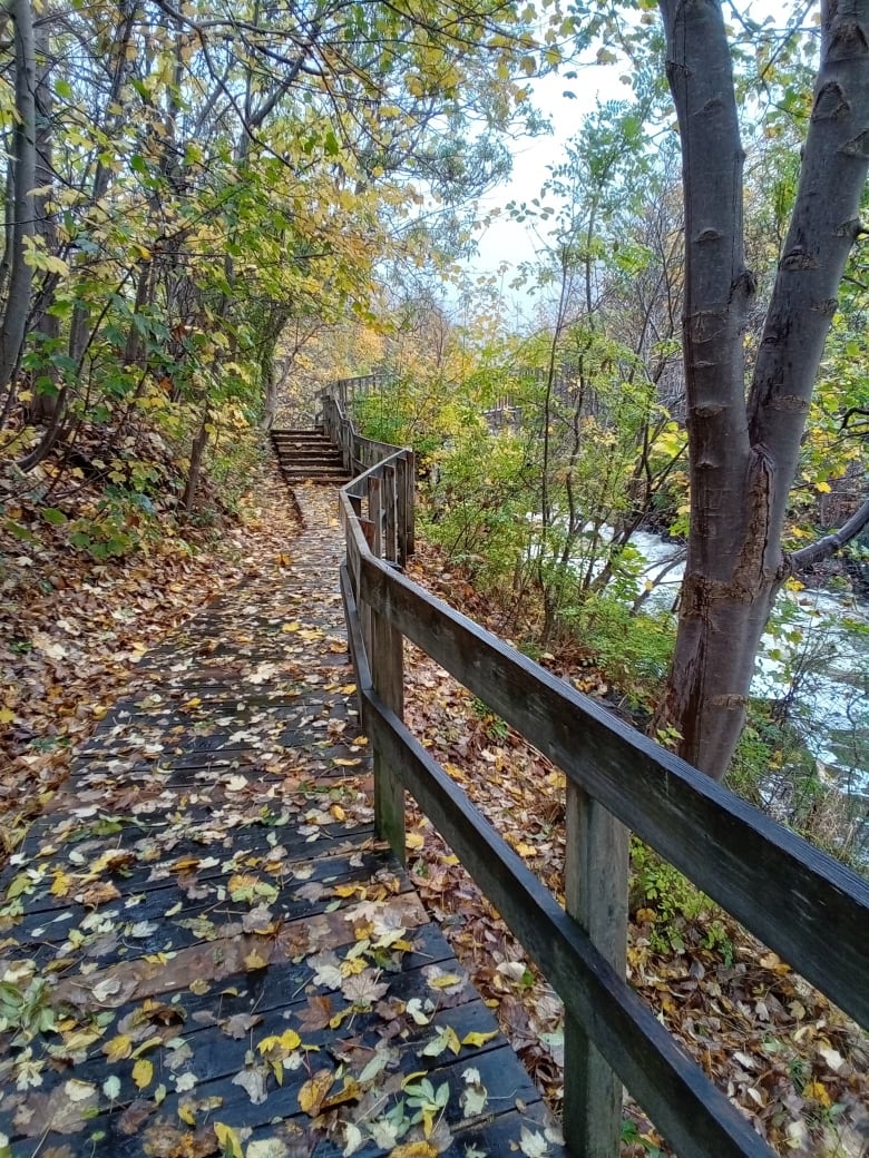 A trail next to a river, covered in leaves.