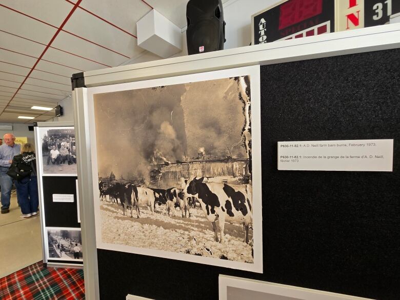 An old photo of cows and a barn burning.