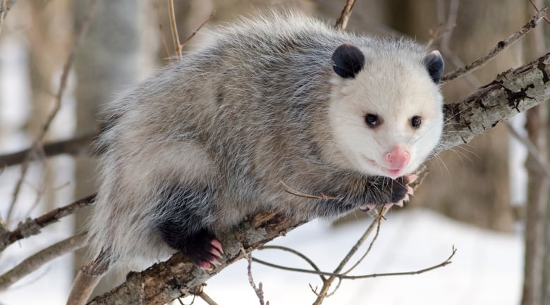 An opossum clings to a branch in winter, looking vaguely towards the camera. He has a white face and a salt and pepper coat on his body. 