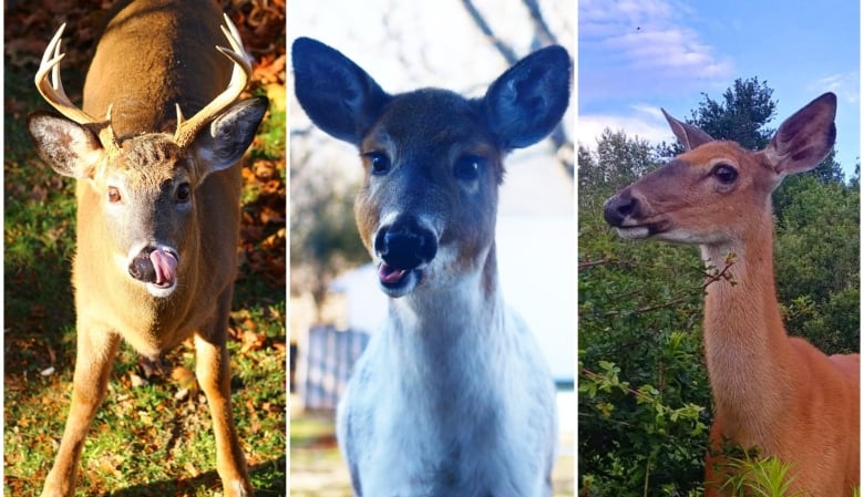 Three deer faces side by side. 