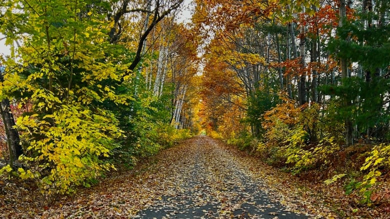 Fallen leaves cover the Northside Trail in Fredericton.