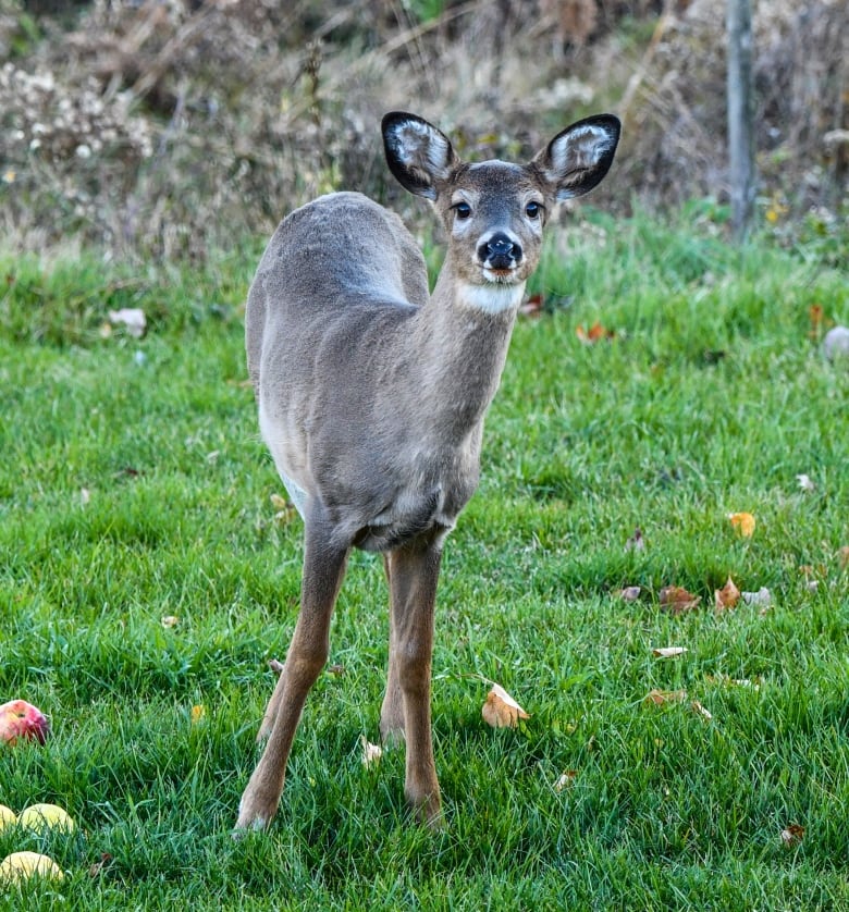 A deer munches on fallen apples in Dawson Settlement in Albert County.