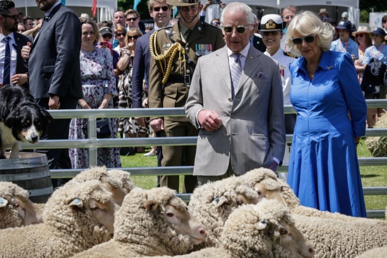 Two people look at several sheep in front of them as a dog looks on while standing on a barrel.