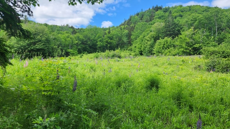  A photo of a lush green area with a hill.