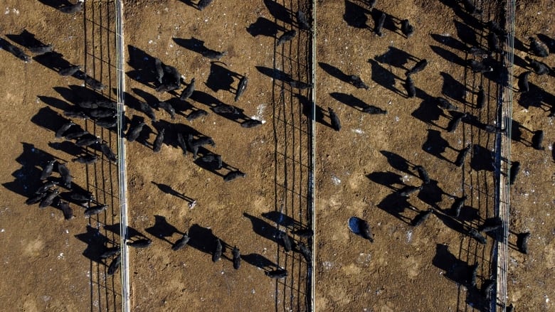 Cattle are seen at a feedlot from above. 