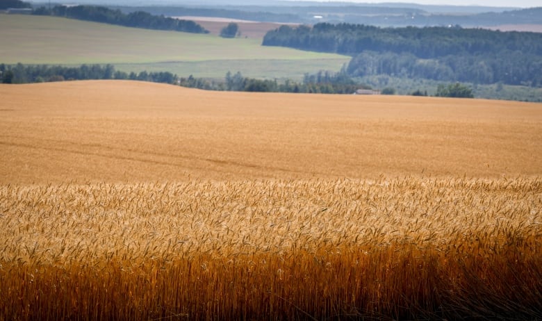 A field of wheat is shown in Alberta.